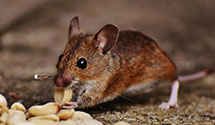 24 Hour & Emergency Exterminators in Fisher Town, NC